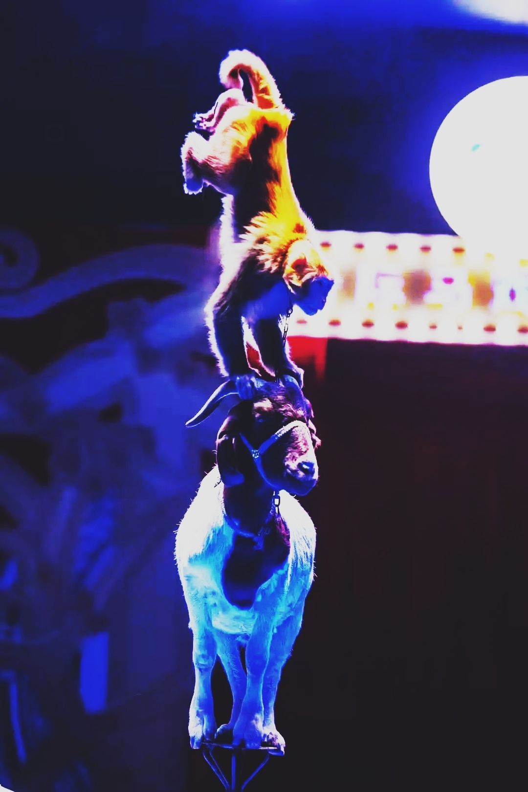 萌宠表演小马戏出租租赁|活动资源|黑猫会活动策划服务平台