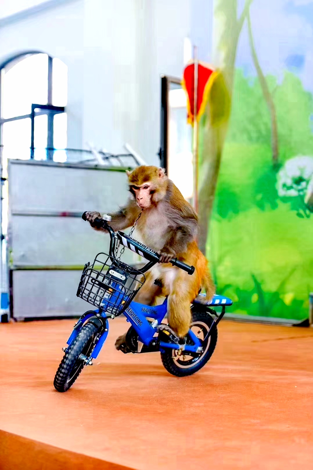 萌宠表演小马戏出租租赁|活动资源|黑猫会活动策划服务平台