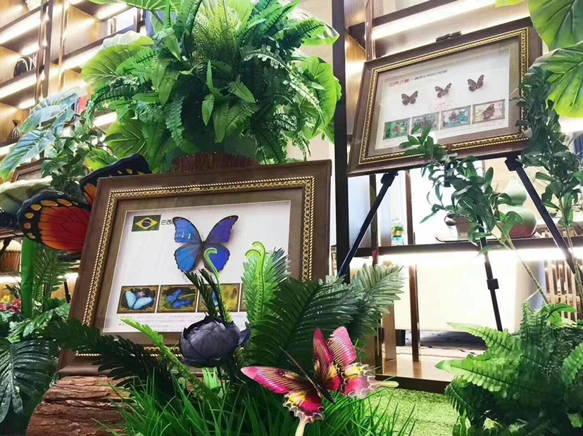 蝴蝶标本展出租展览展示|活动资源|黑猫会活动策划服务平台
