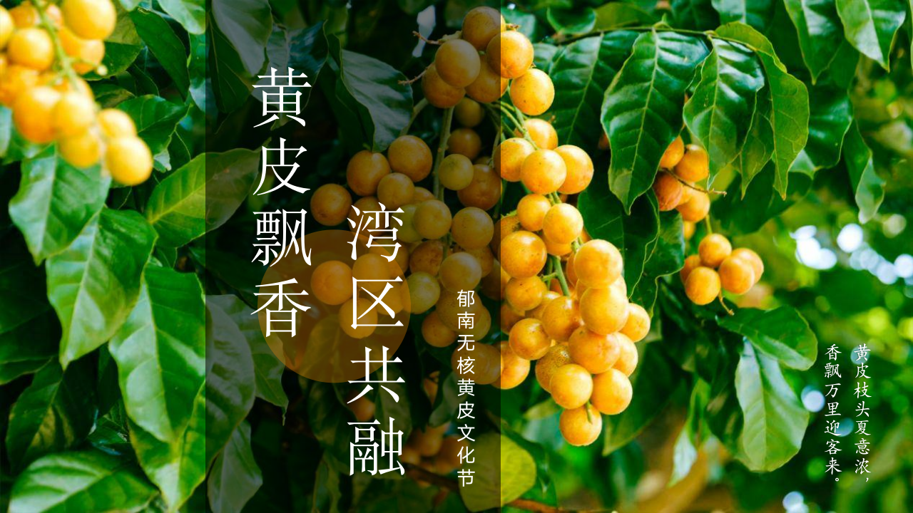 郁南无核黄皮文化节展览