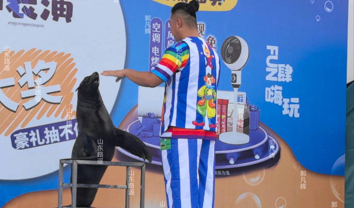 海狮表演秀海狮表演出租