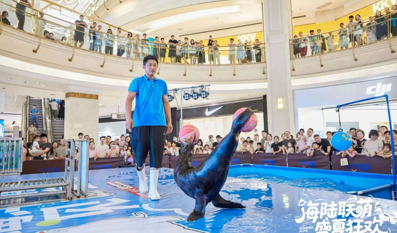 引流活动神器，海狮表演，春节档期热门流量明星