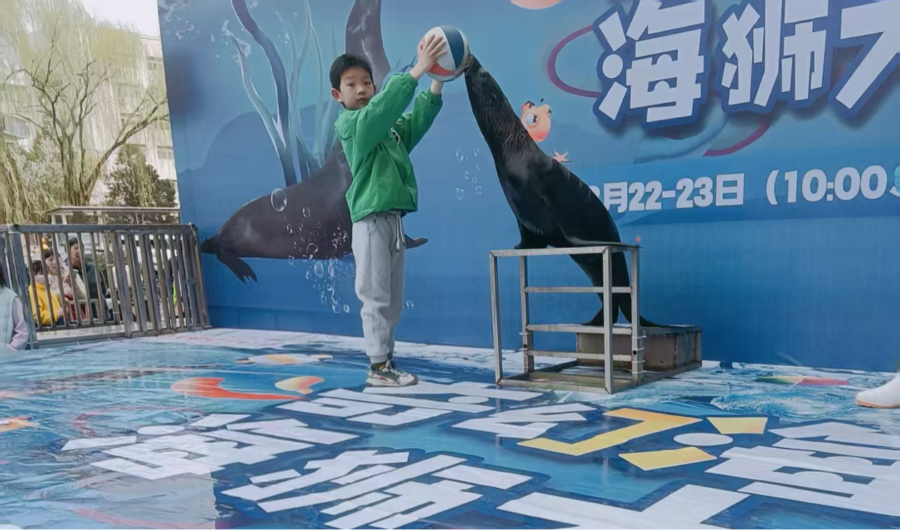 夏日暑期海狮表演秀，小朋友互动首选