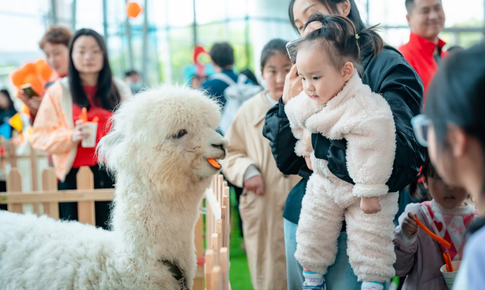 	萌宠动物展出租|萌宠互动|萌宠亲子活动