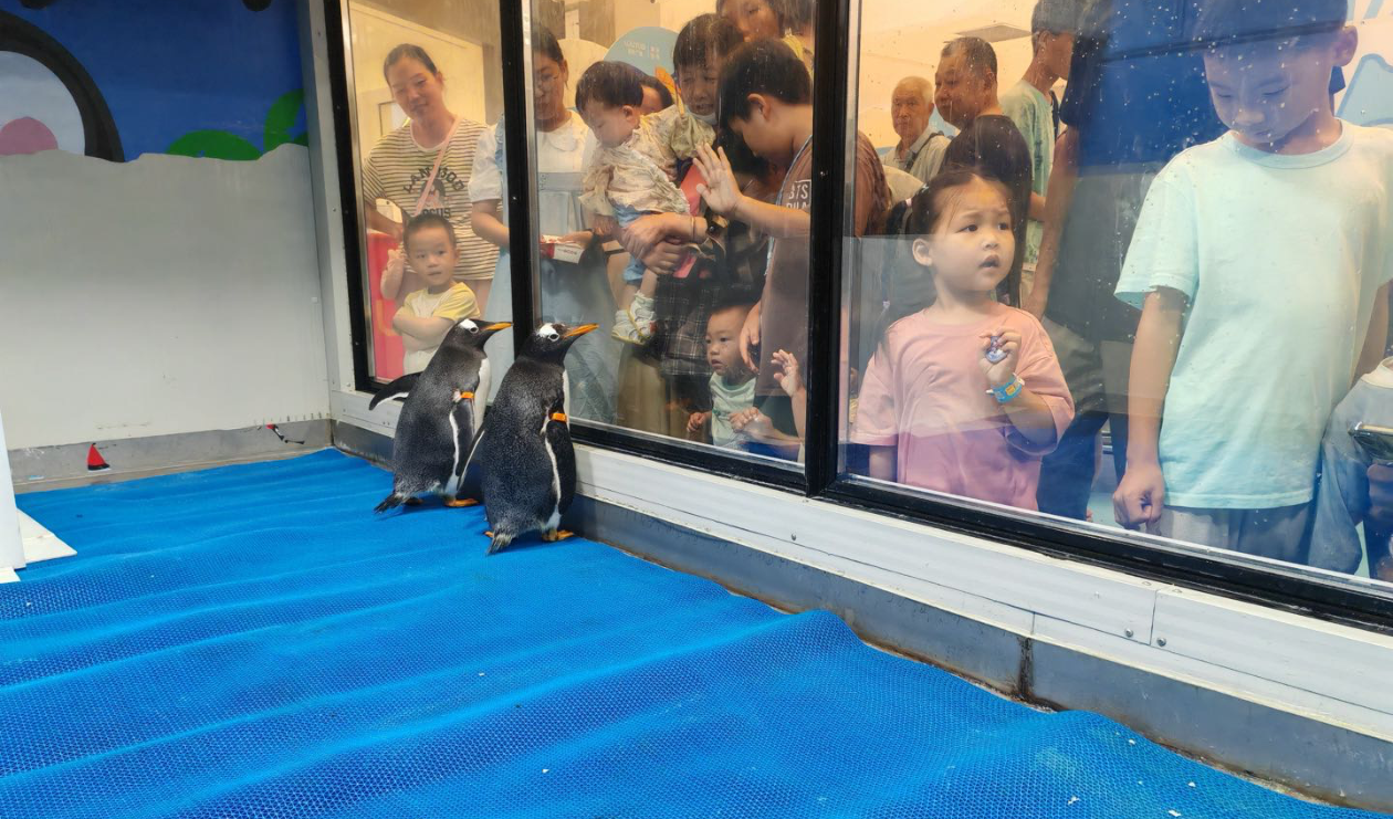 寒带企鹅国庆引流暖场热门活动