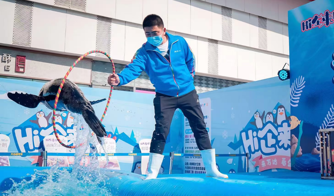 海狮表演|春季热门|春节假期首选